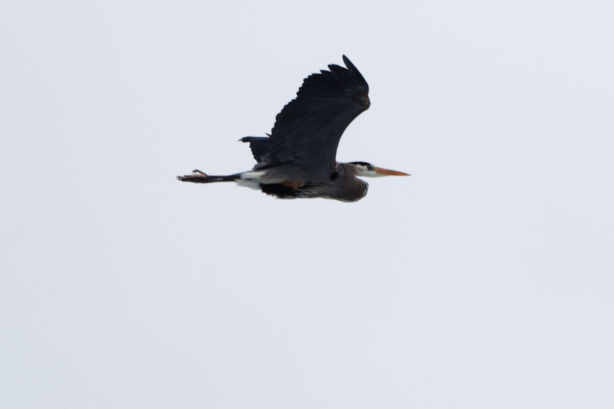 Great Blue Heron - Bryan Roset