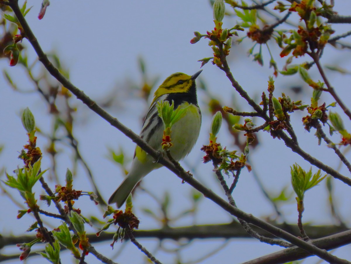 Black-throated Green Warbler - Samuel Lau