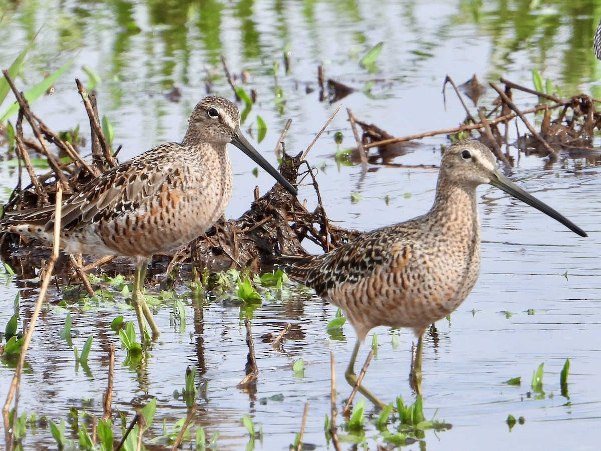 Long-billed Dowitcher - ML618194416