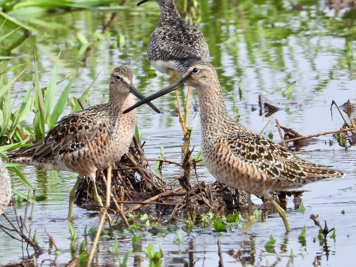 Long-billed Dowitcher - ML618194417