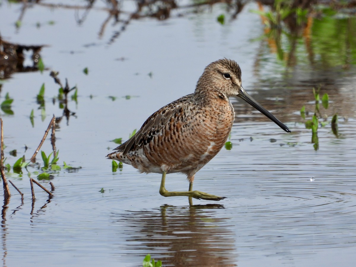 Long-billed Dowitcher - ML618194418