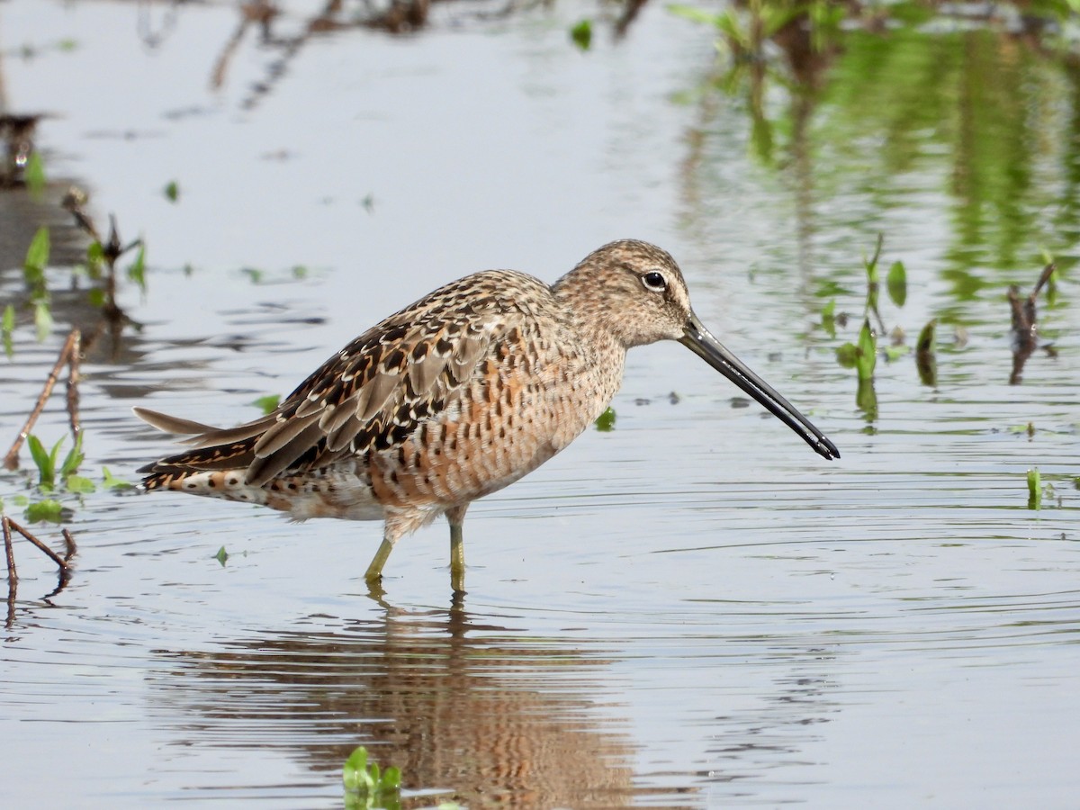 Long-billed Dowitcher - ML618194419
