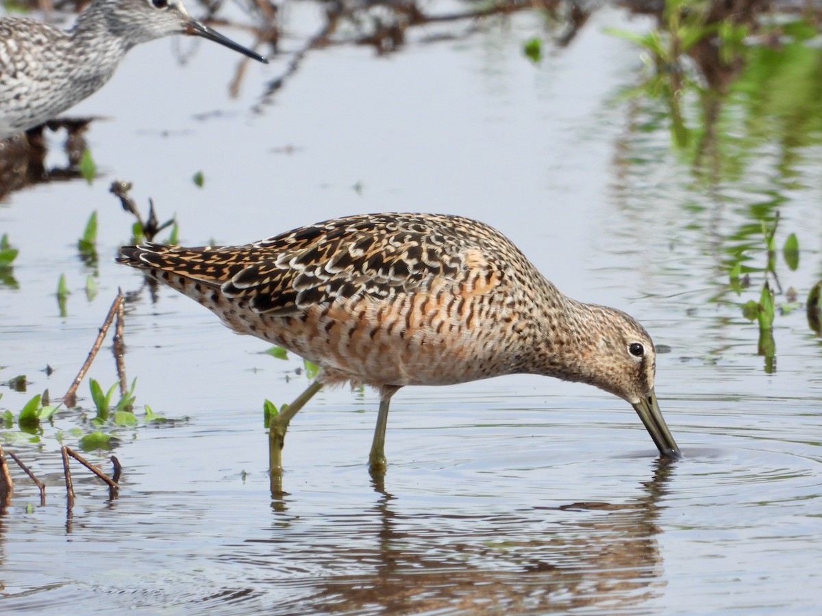 Long-billed Dowitcher - ML618194420