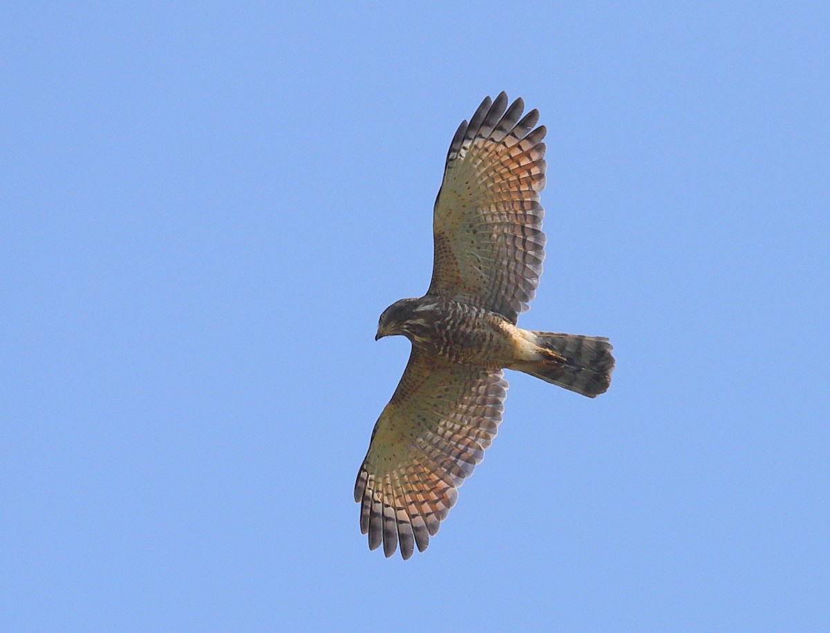 Roadside Hawk - Carles Juan-Sallés