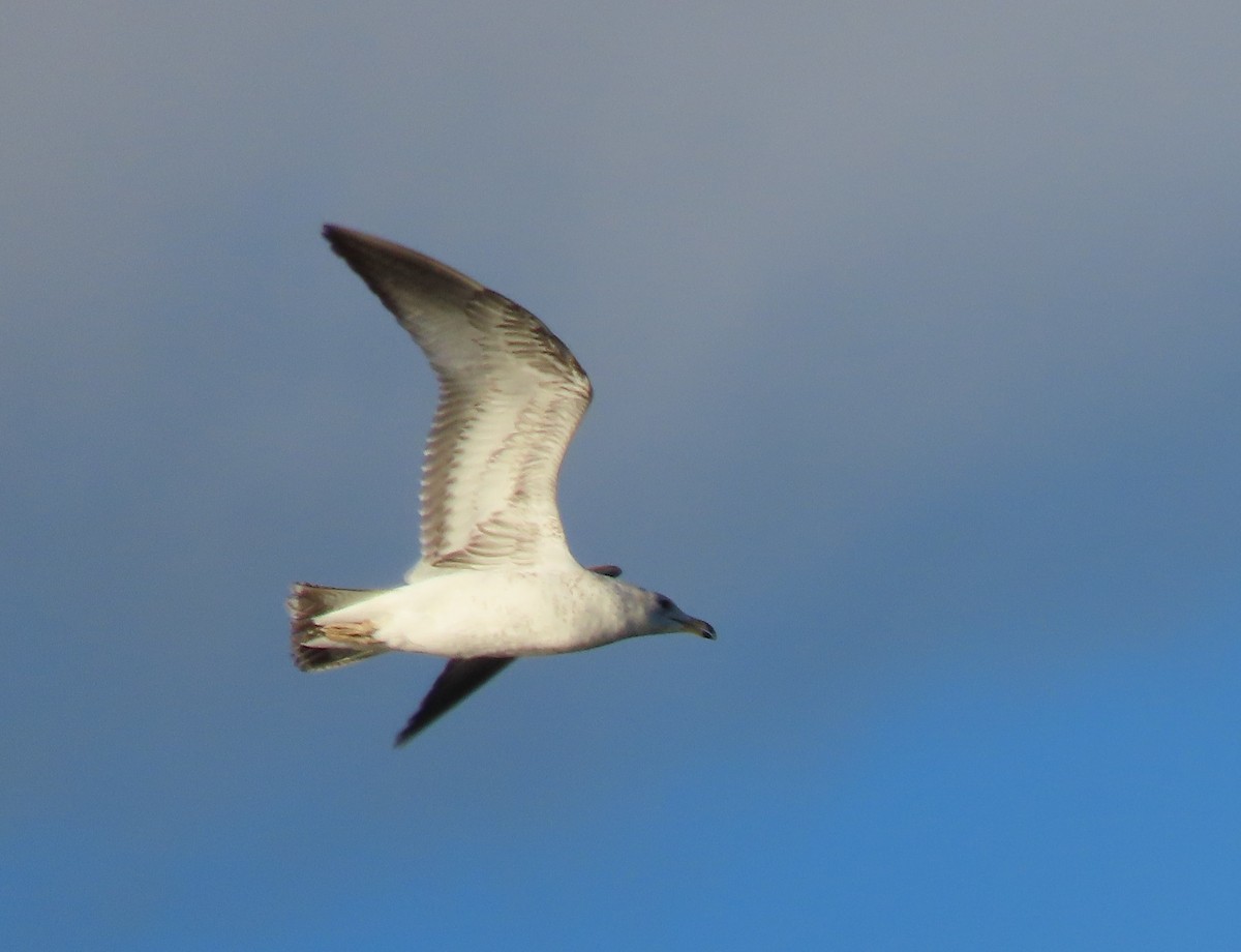 Ring-billed Gull - ML618194442