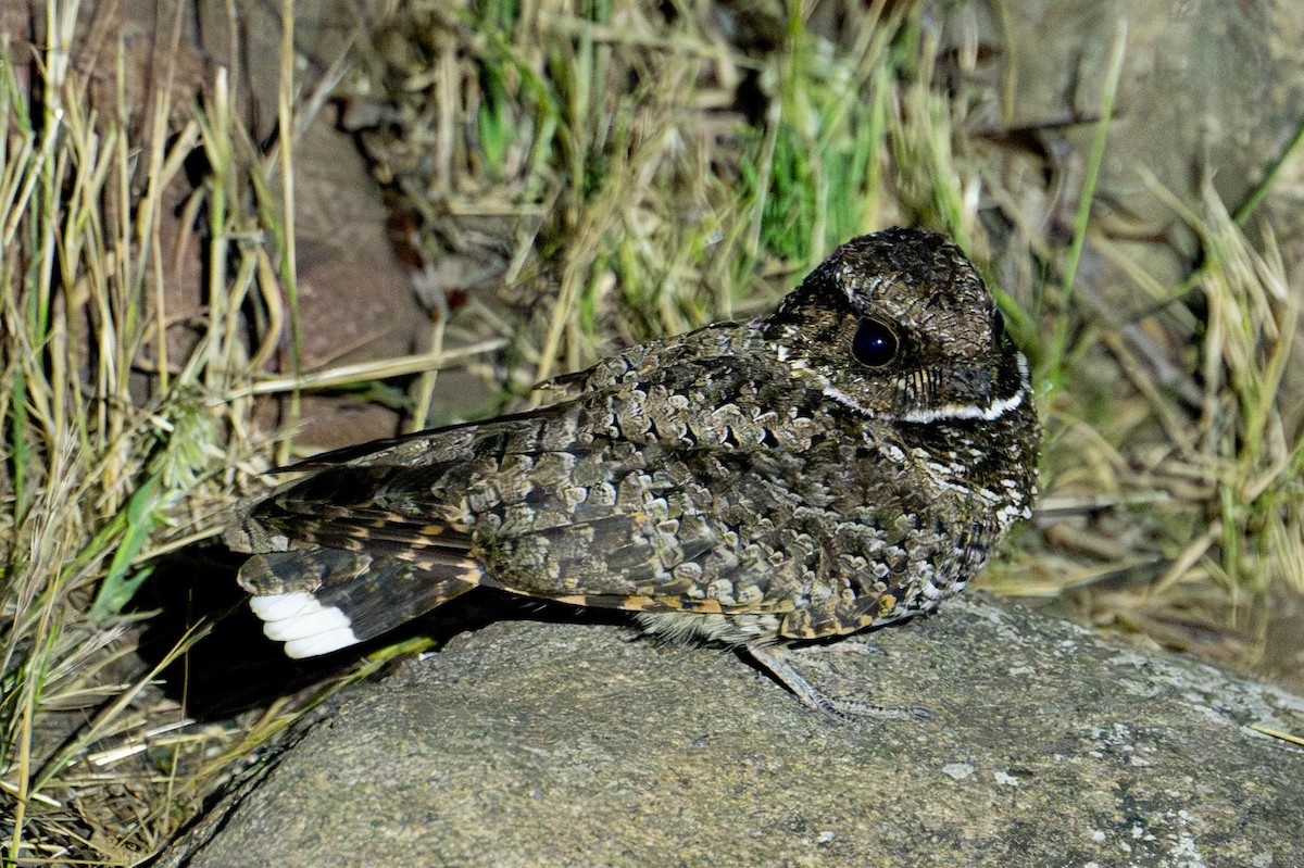 Common Poorwill - Nancy Christensen