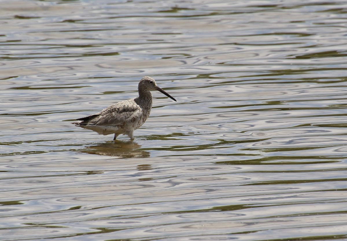 Willet - Jared Peck