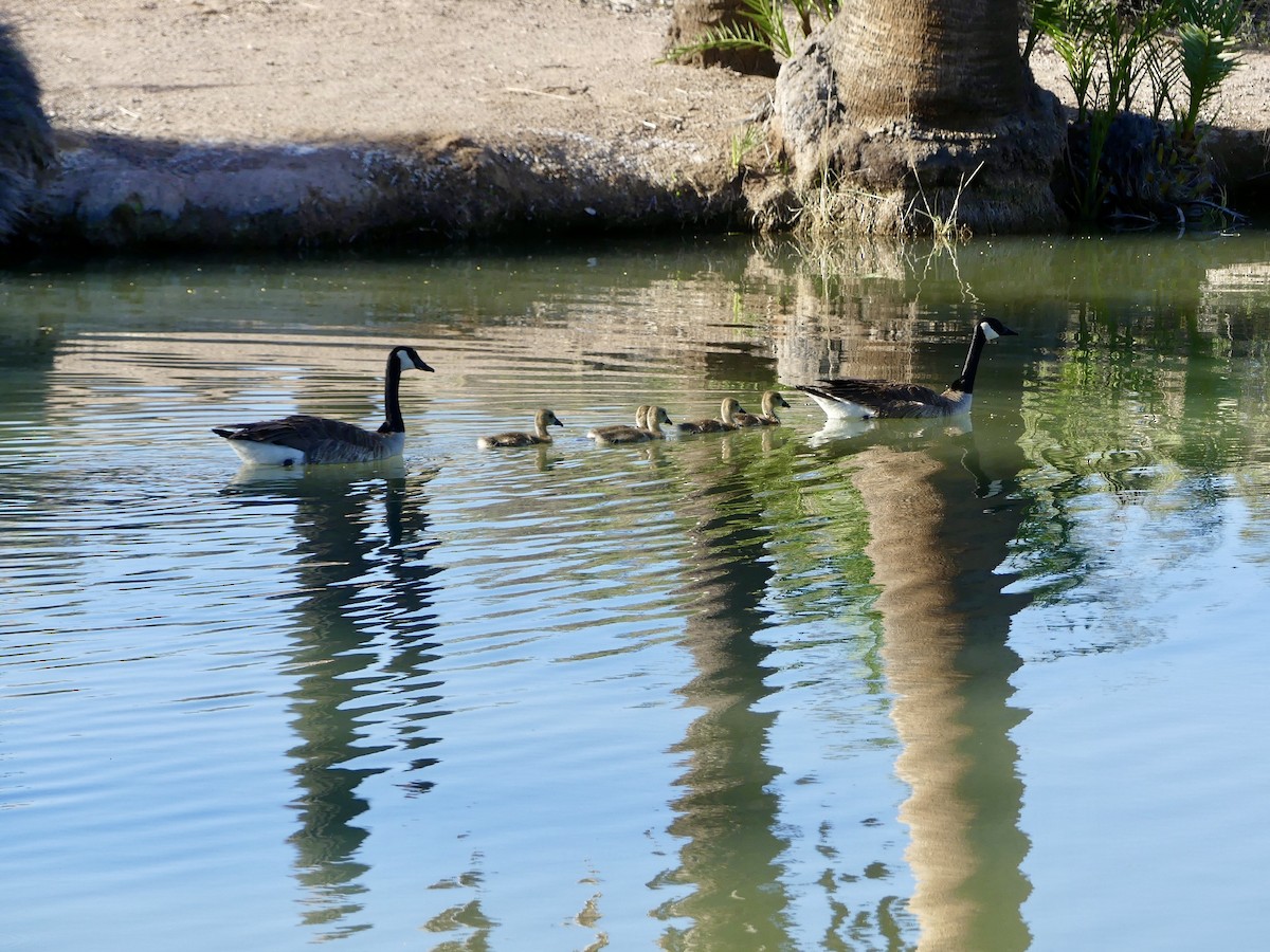 Canada Goose - Dennis Wolter