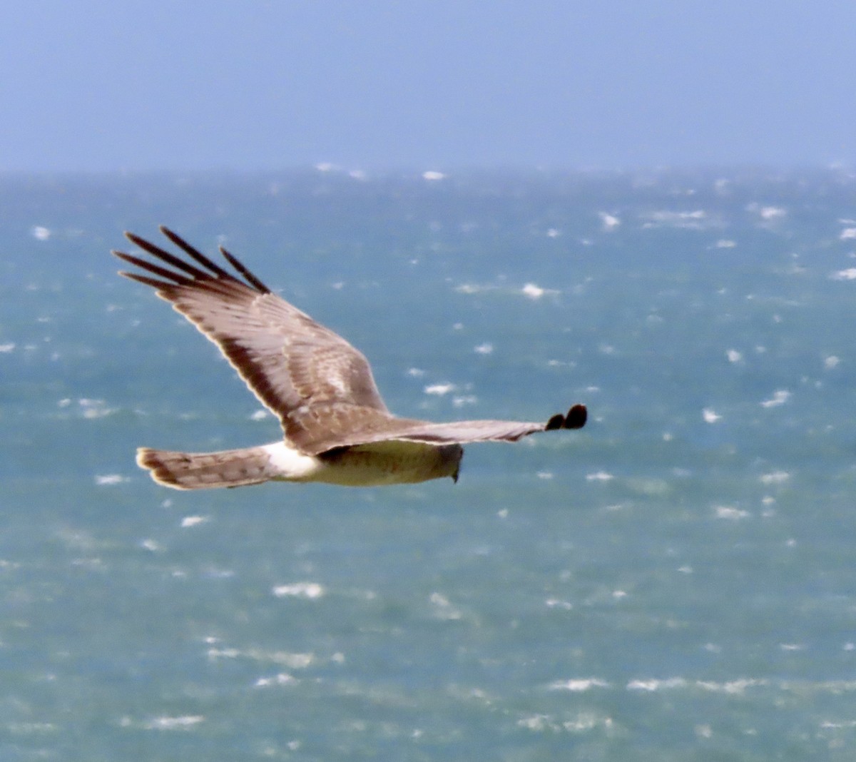 Northern Harrier - ML618194498