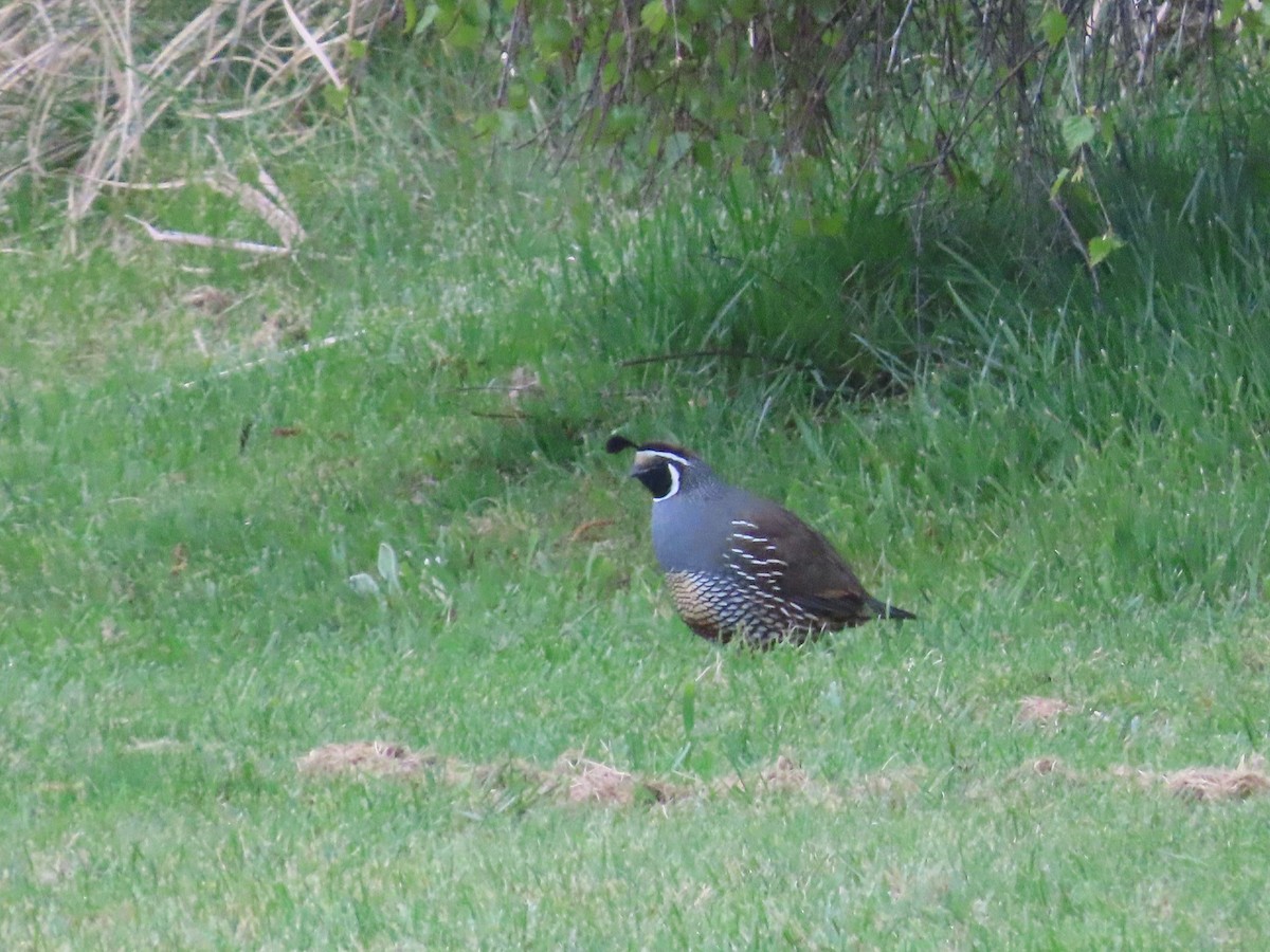 California Quail - ML618194526