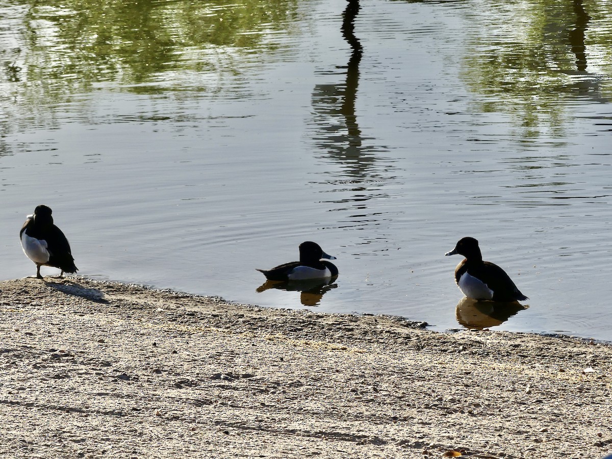 Ring-necked Duck - ML618194533