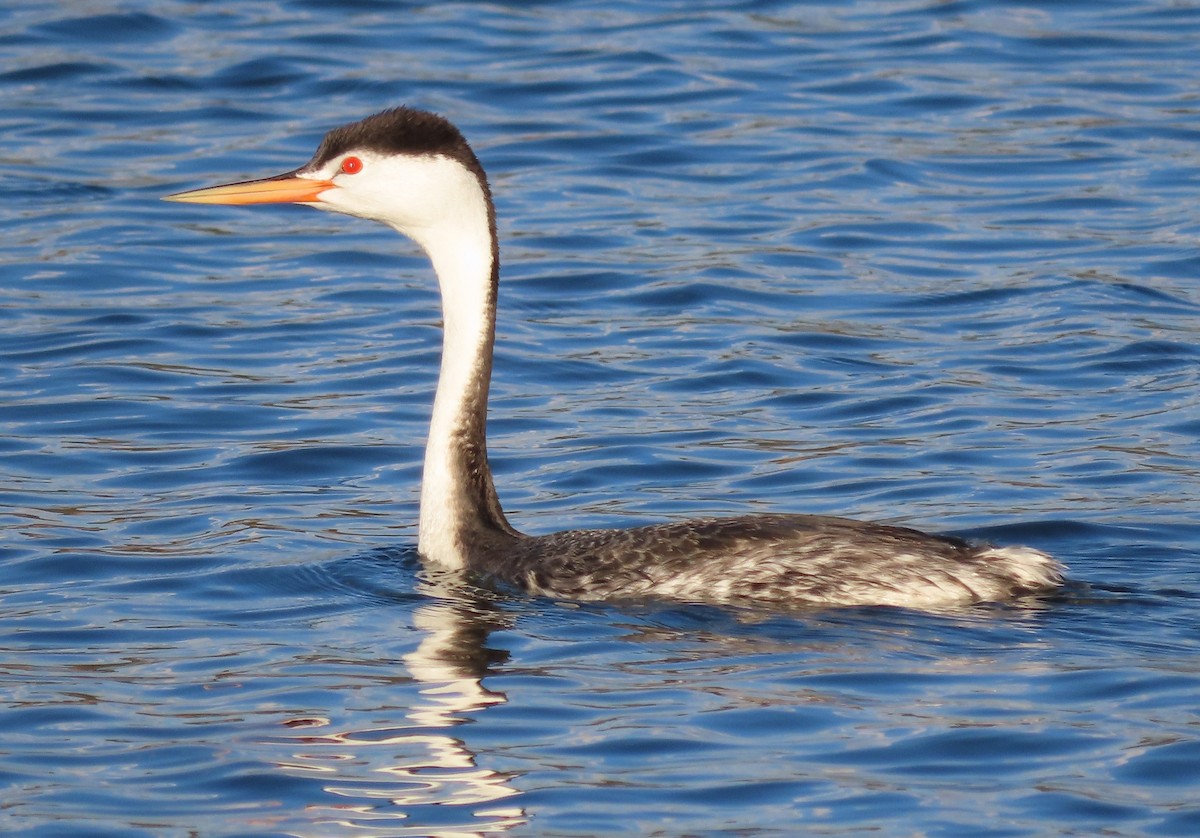 Clark's Grebe - ML618194559