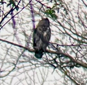 Great Horned Owl - Greg J