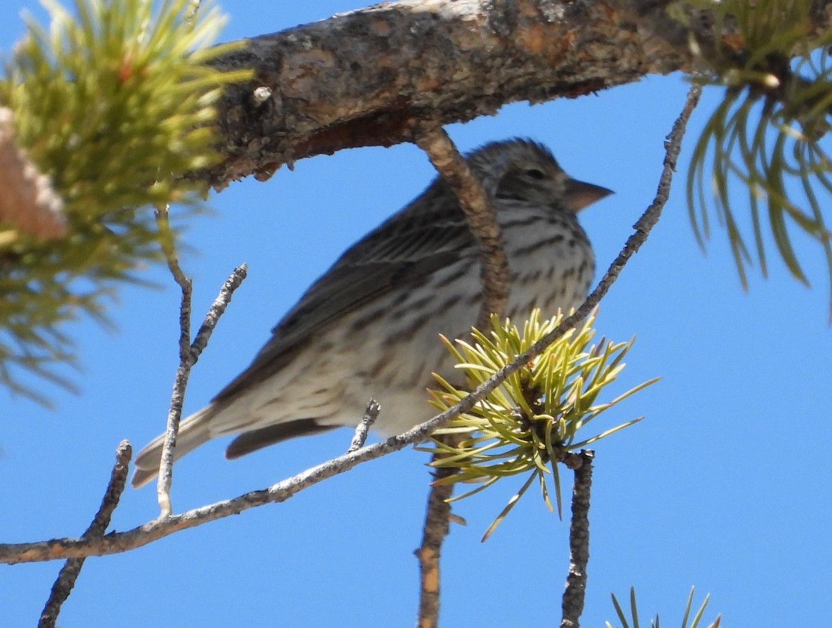 Cassin's Finch - Joanna Clark