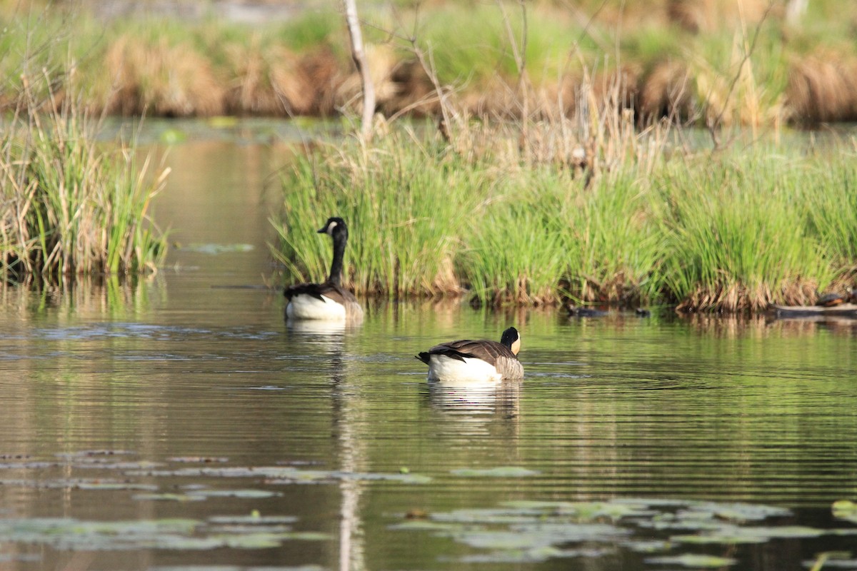 Canada Goose - Kari Dietlin