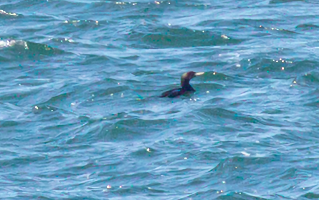 Yellow-billed Loon - ML618194605