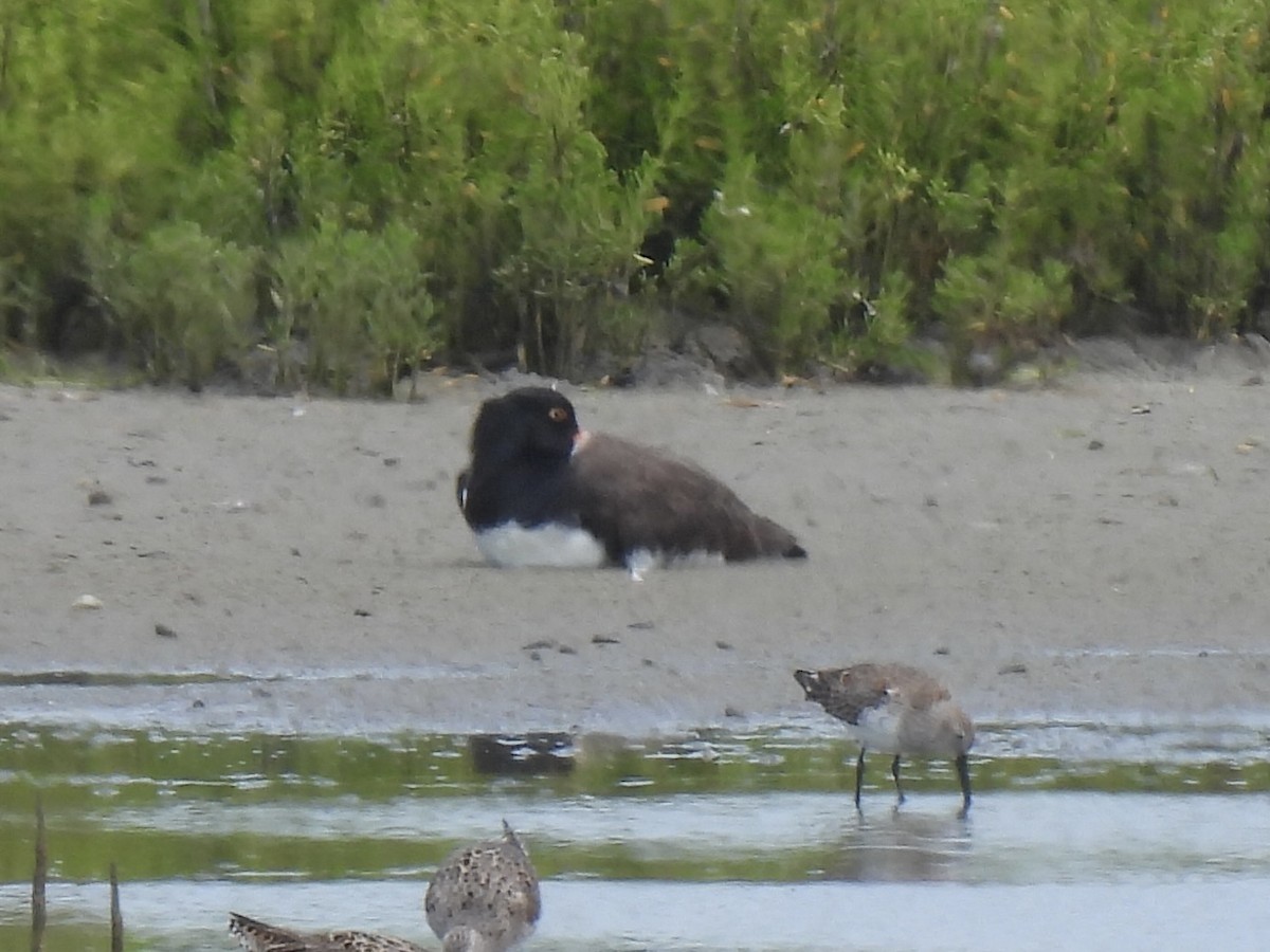 American Oystercatcher - ML618194625