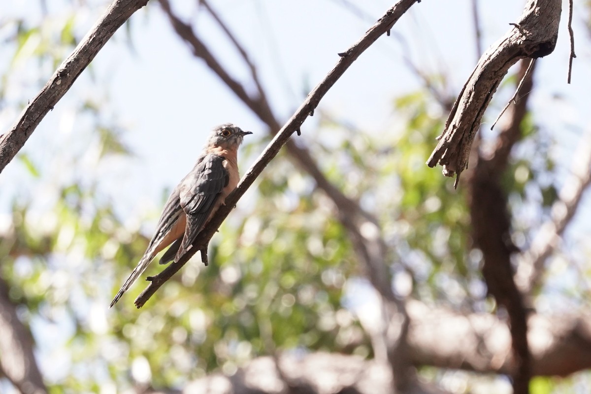 Fan-tailed Cuckoo - Trevor Ross