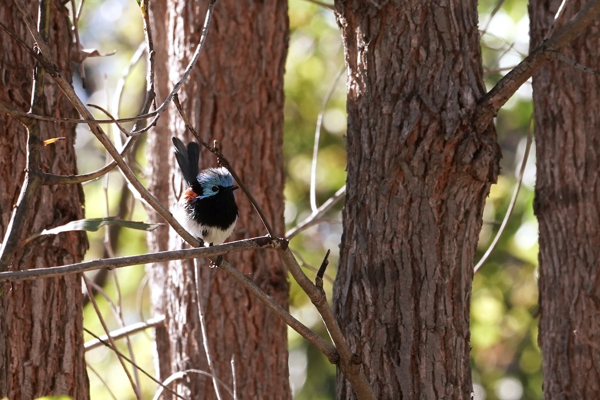 Variegated Fairywren - ML618194641