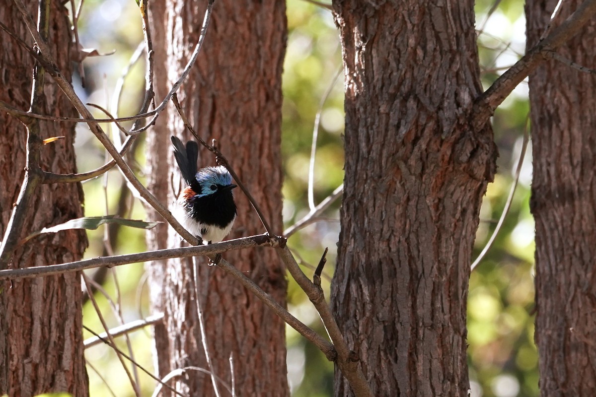 Variegated Fairywren - Trevor Ross