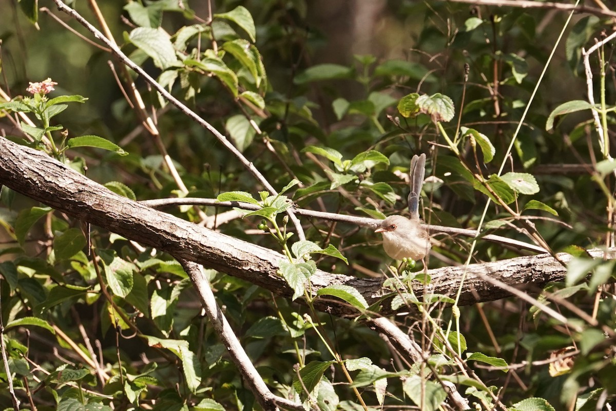 Variegated Fairywren - Trevor Ross