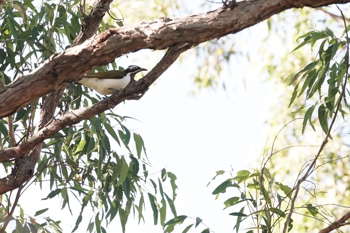 Blue-faced Honeyeater - Trevor Ross