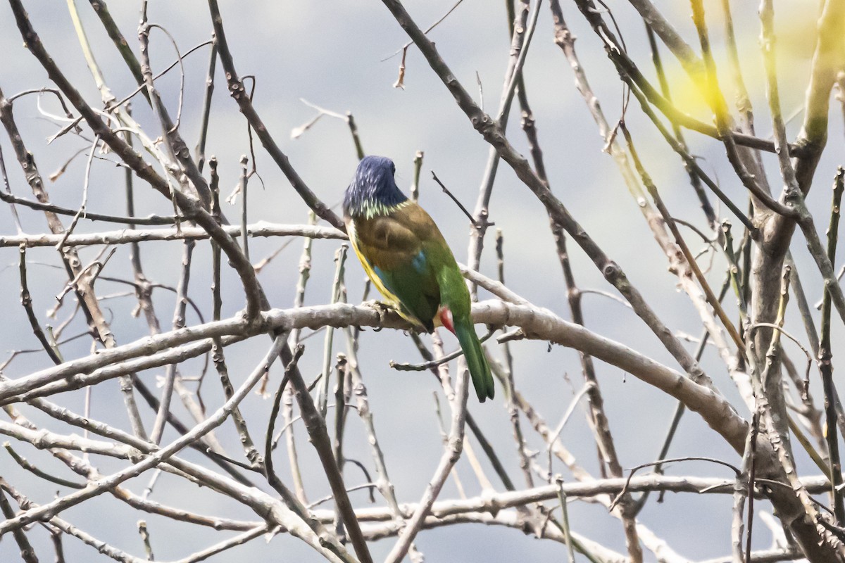 Great Barbet - ML618194658