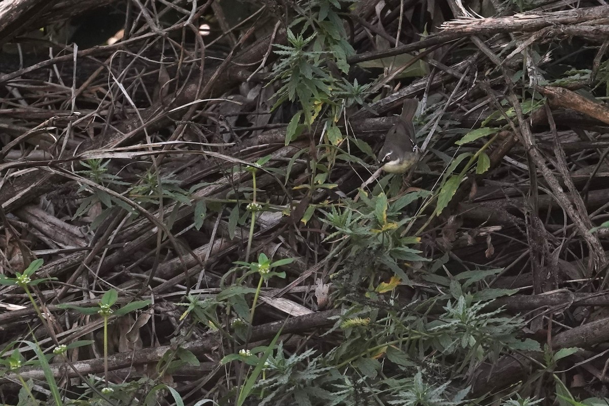 White-browed Scrubwren - Trevor Ross