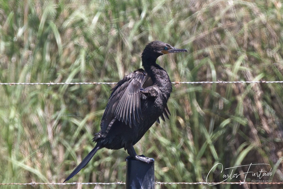 Cormoran vigua - ML618194662