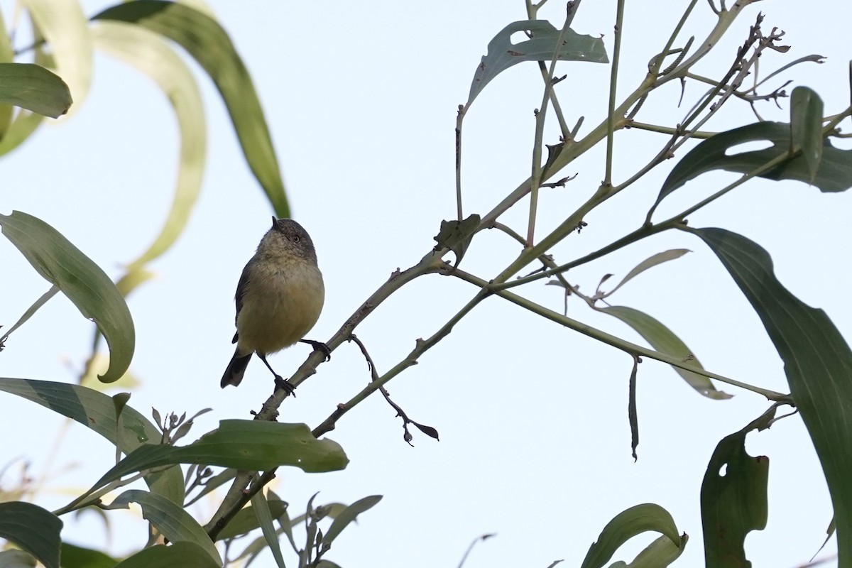 Buff-rumped Thornbill - ML618194666