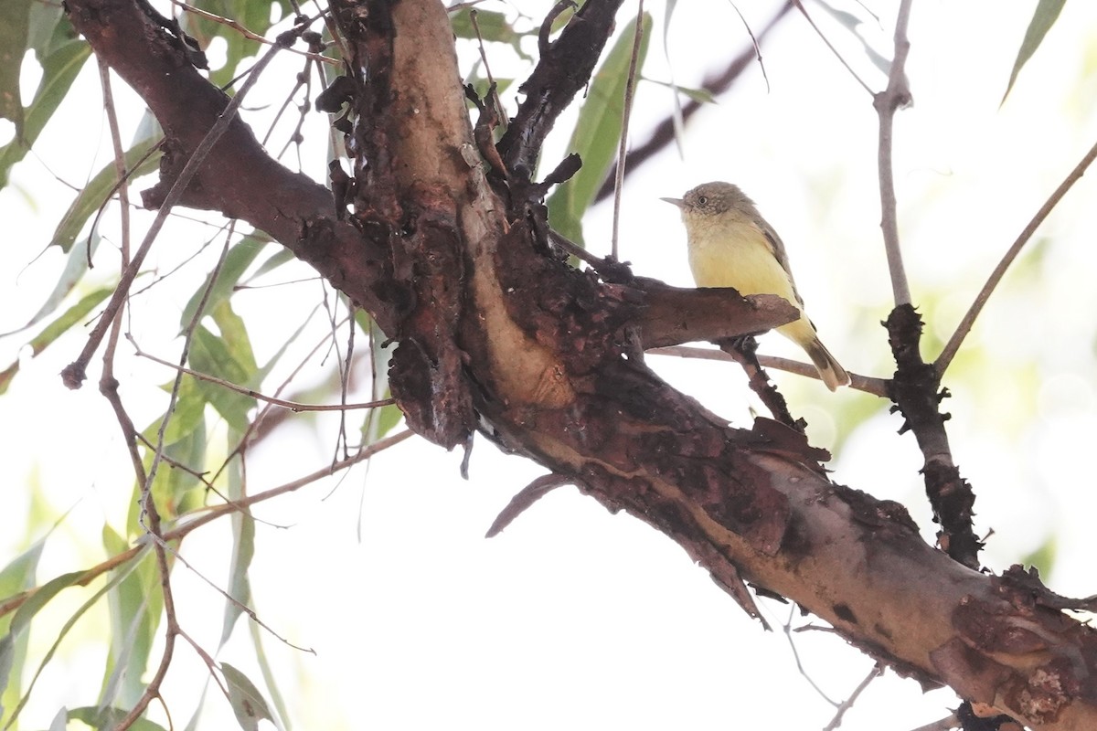 Buff-rumped Thornbill - ML618194667