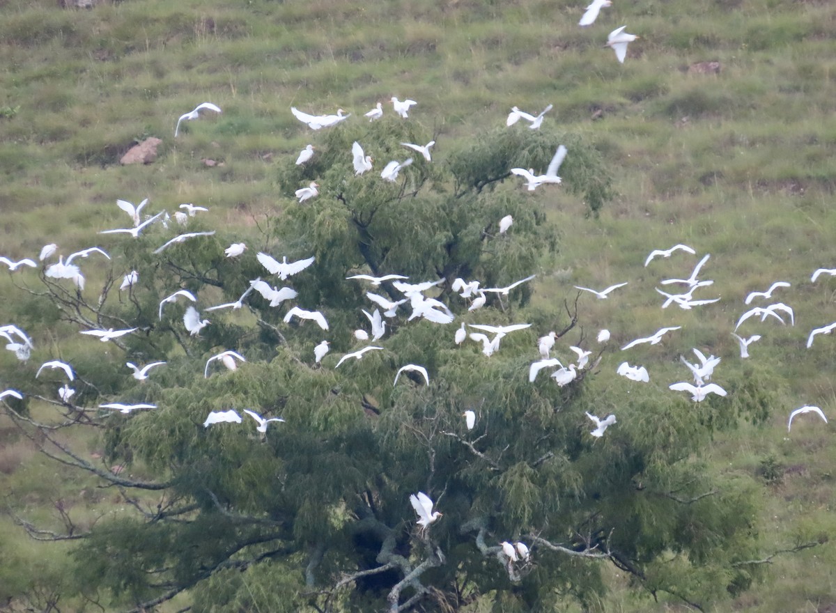 Western Cattle Egret - Patricia Ayres