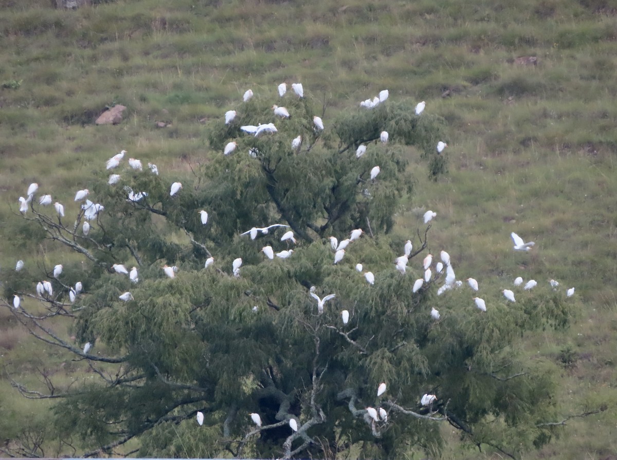 Western Cattle Egret - Patricia Ayres