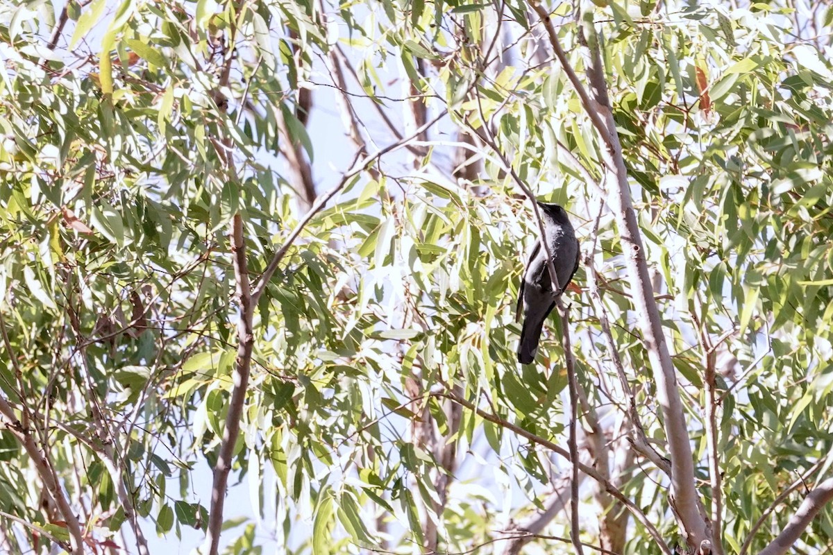 Sahul Cicadabird - ML618194671