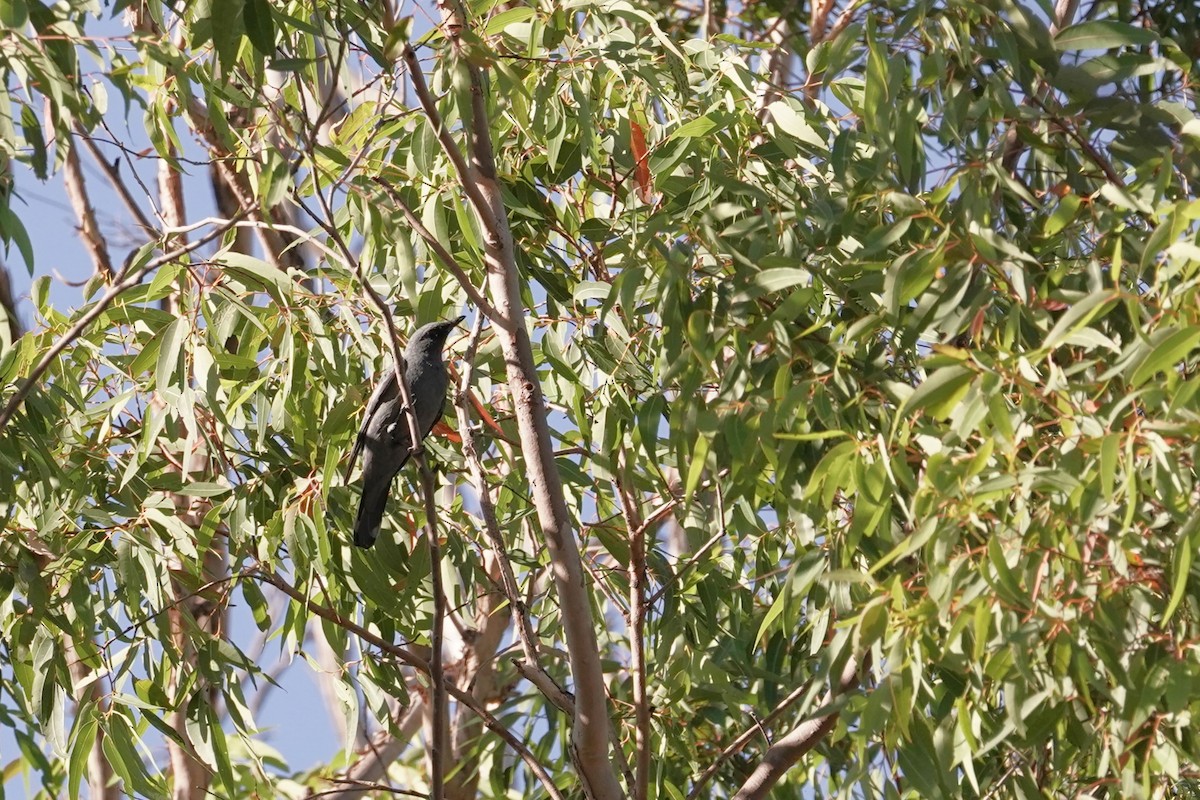 Sahul Cicadabird - ML618194672