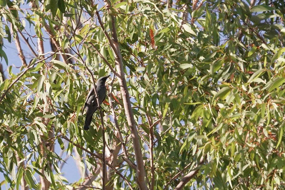 Common Cicadabird - Trevor Ross