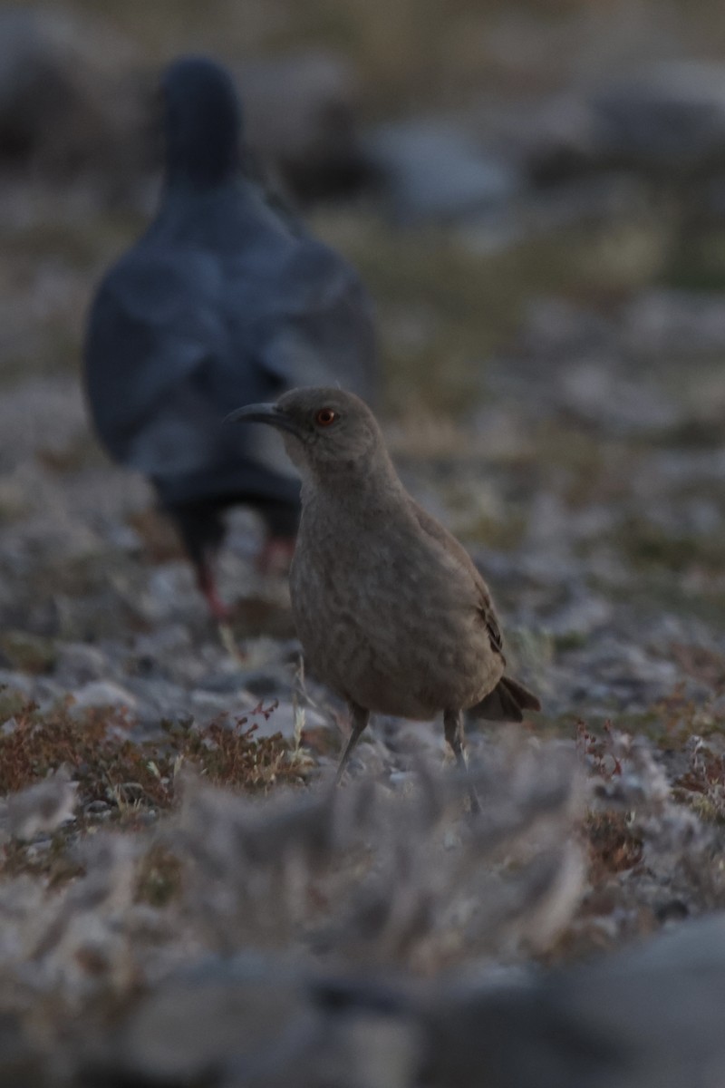 Curve-billed Thrasher - ML618194679