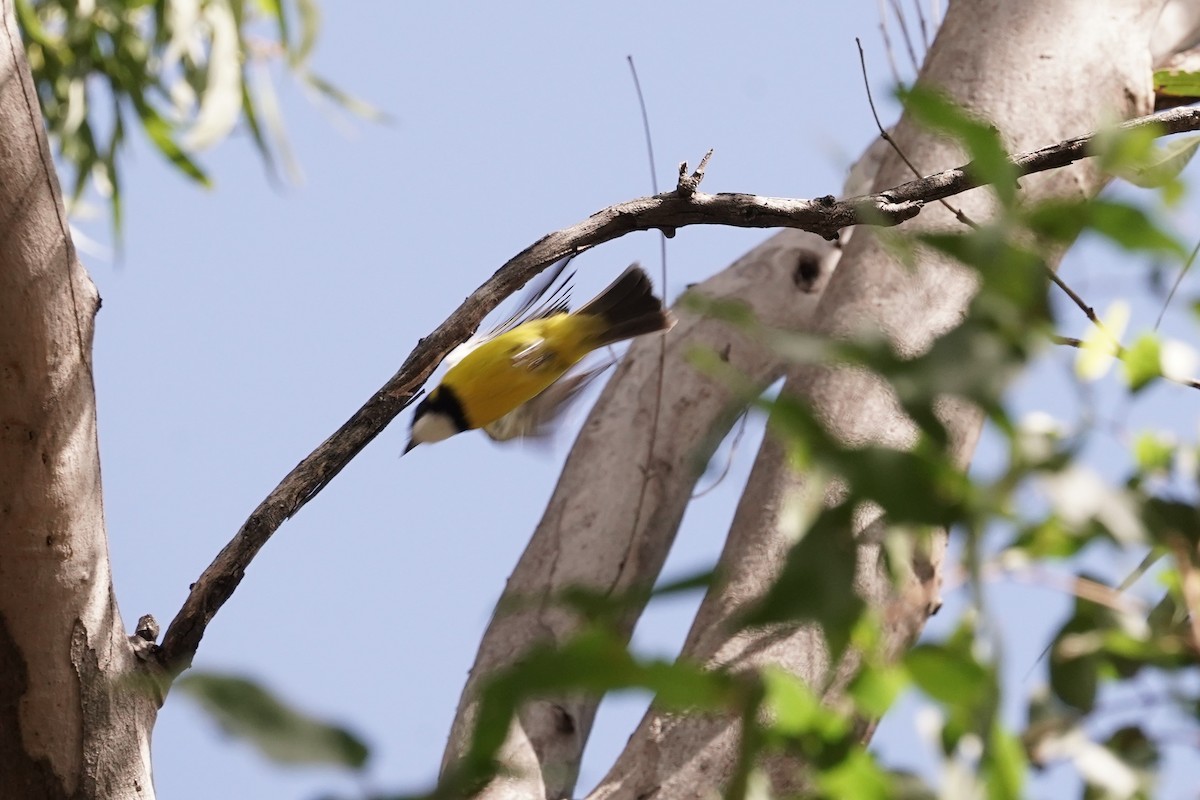 Golden Whistler (Eastern) - ML618194681