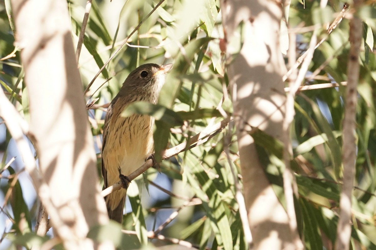 Rufous Whistler - Trevor Ross