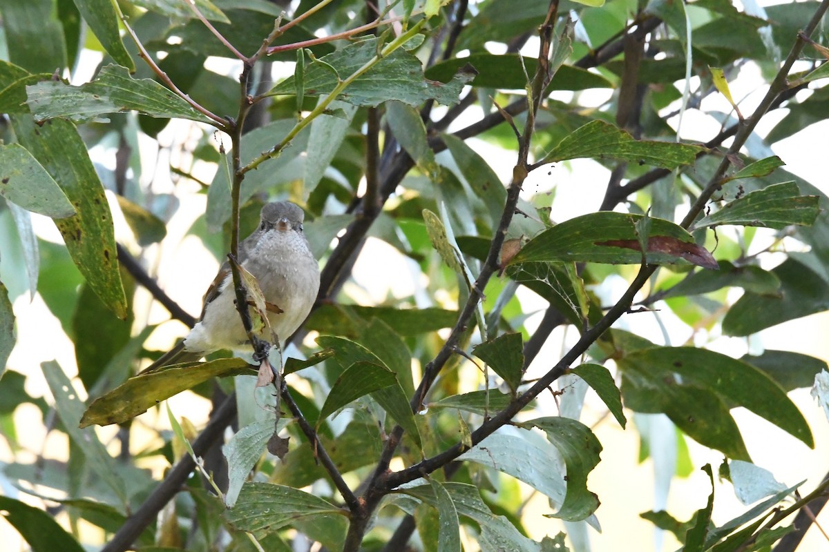 Rose Robin - ML618194709