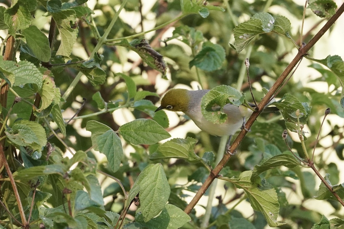 Silvereye - ML618194714