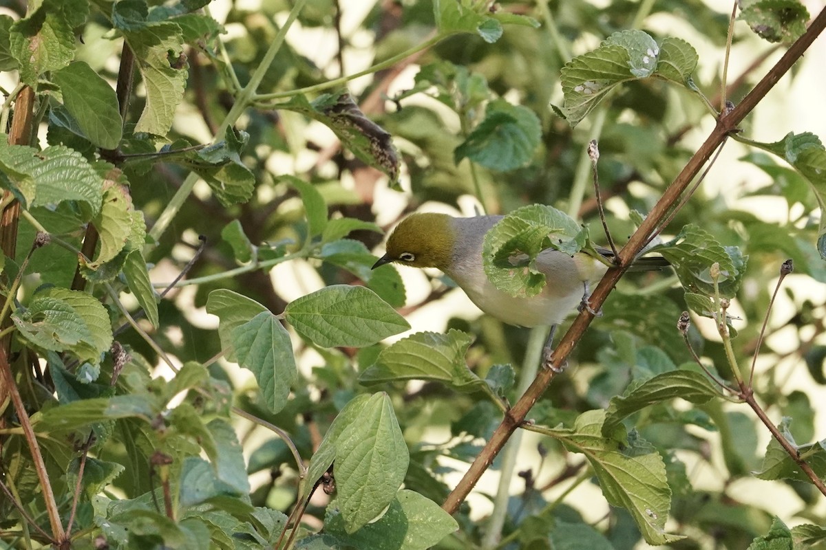 Silvereye - Trevor Ross