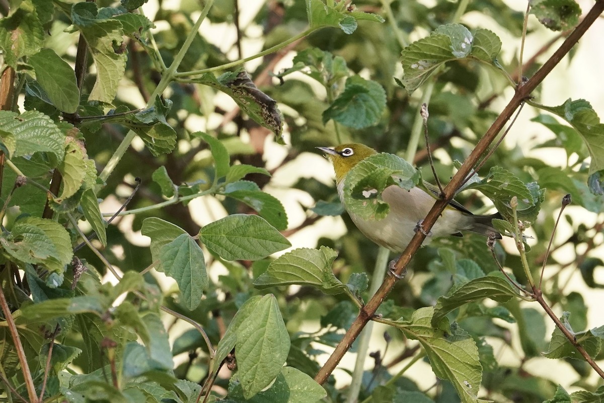 Silvereye - Trevor Ross