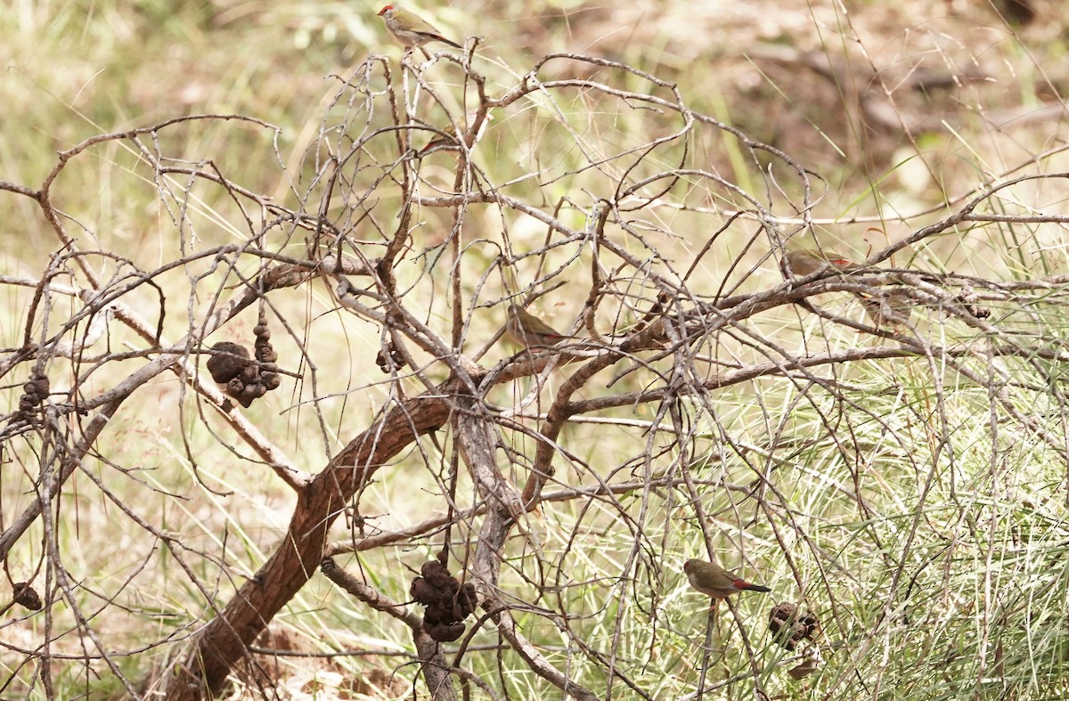 Red-browed Firetail - ML618194716