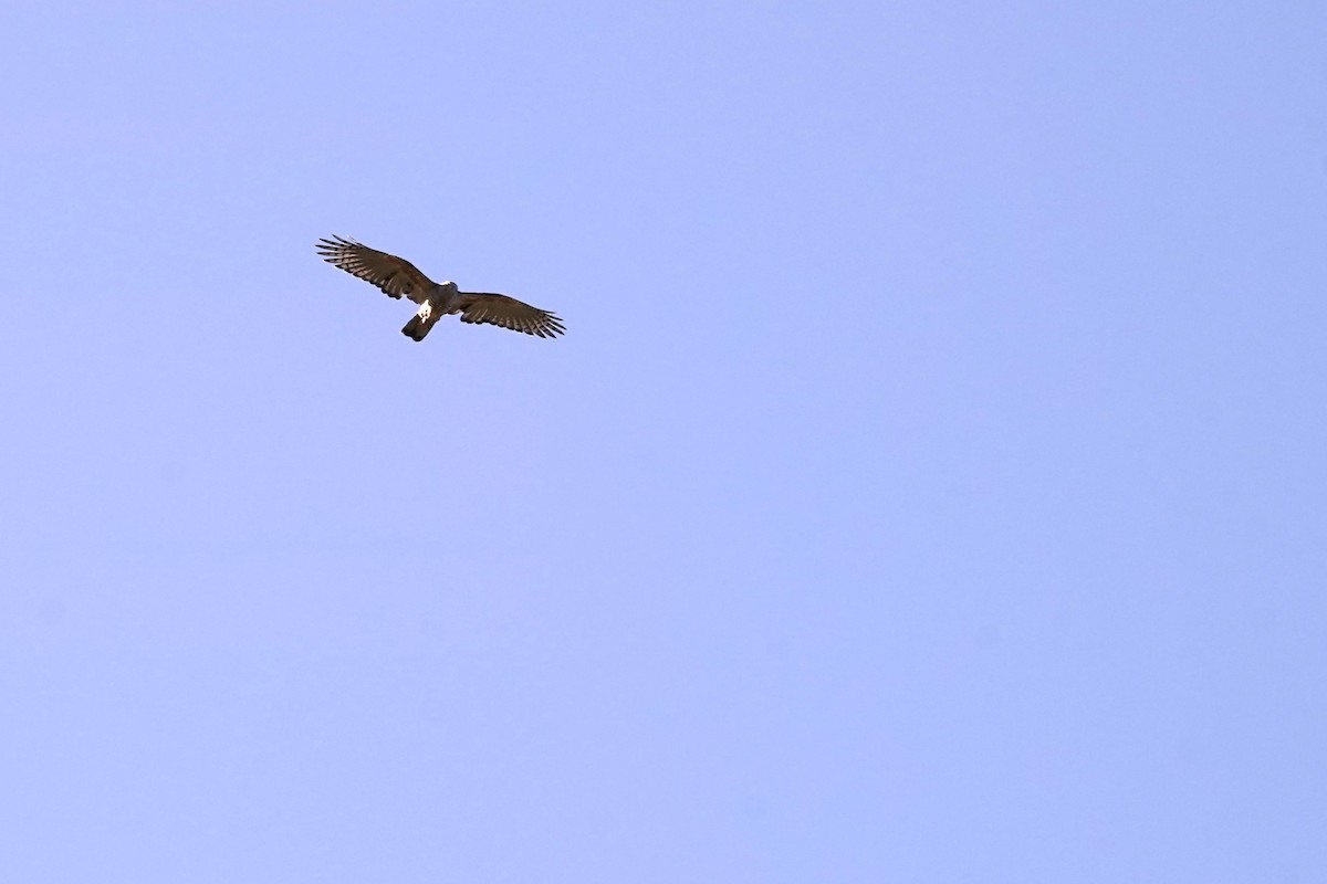 Pacific Baza - Trevor Ross