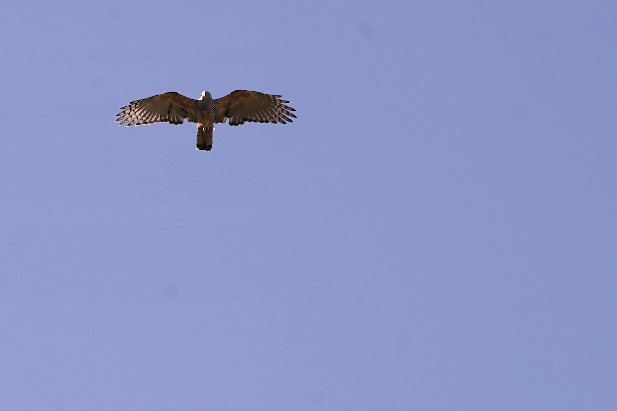 Pacific Baza - ML618194722