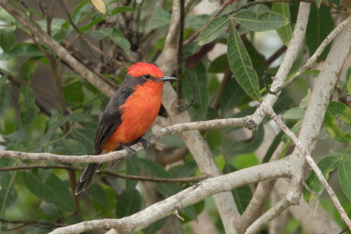 Vermilion Flycatcher - Jordan Gerue