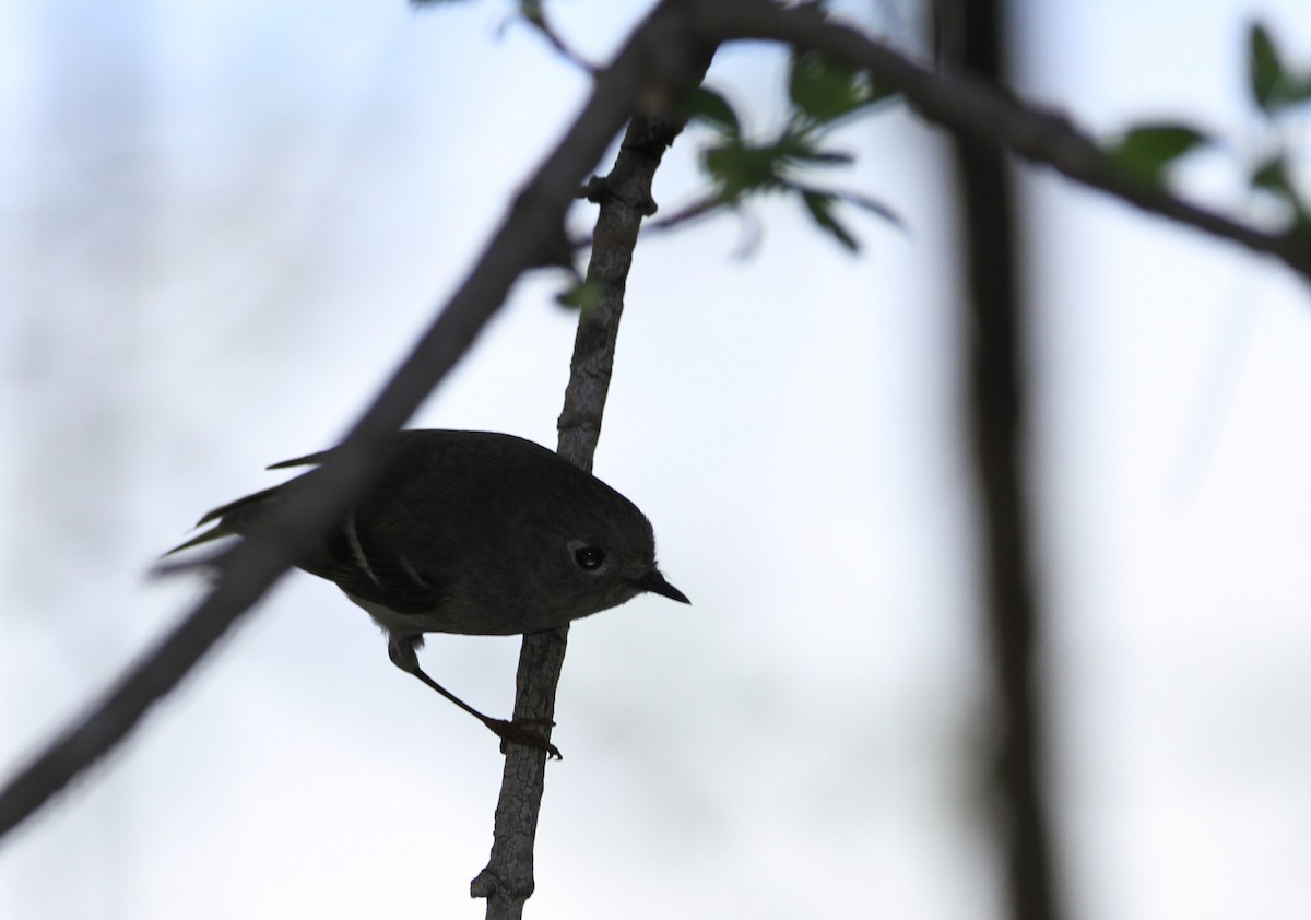 Ruby-crowned Kinglet - Kari Dietlin