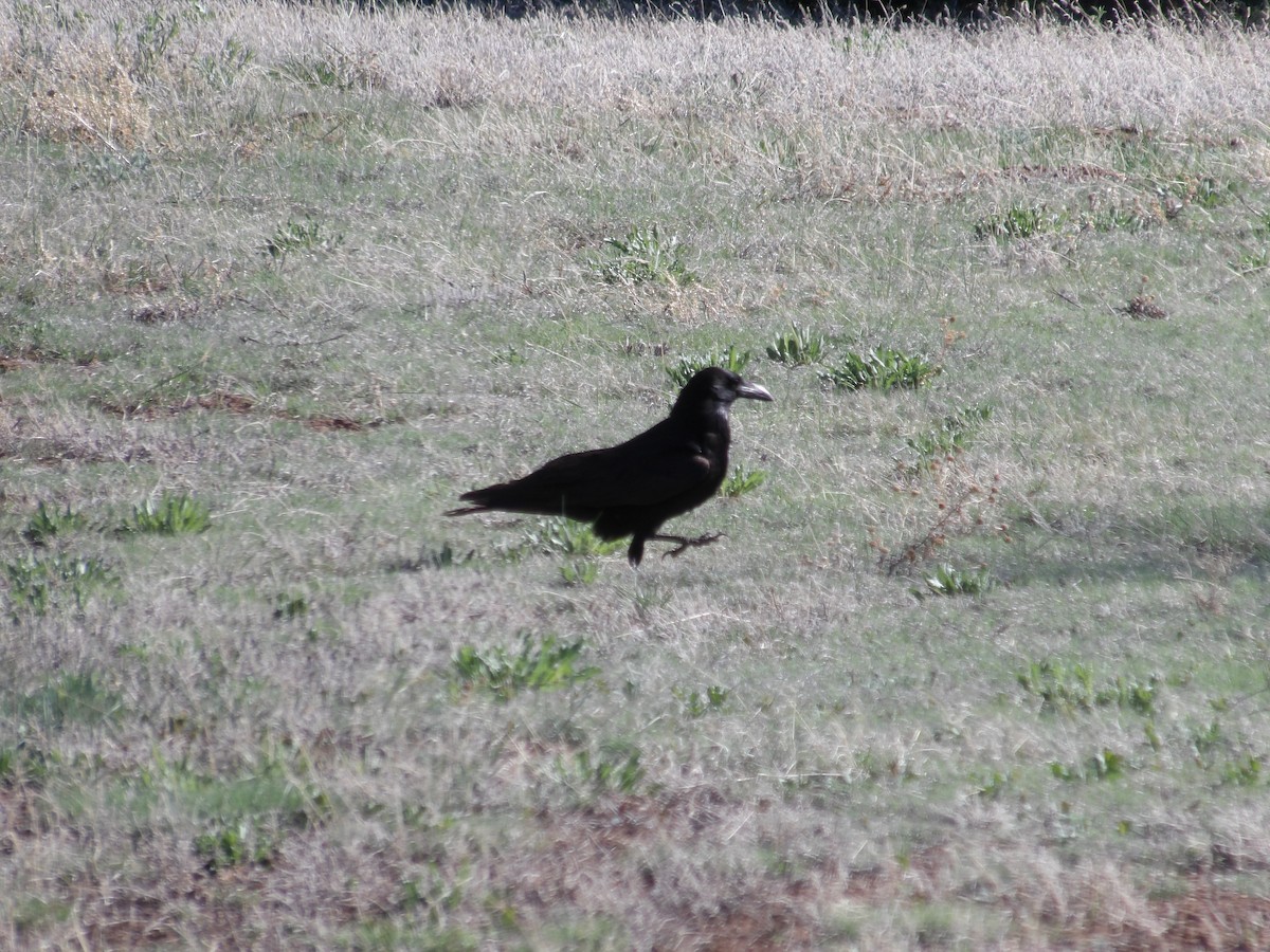 Common Raven - Nicolette Emms