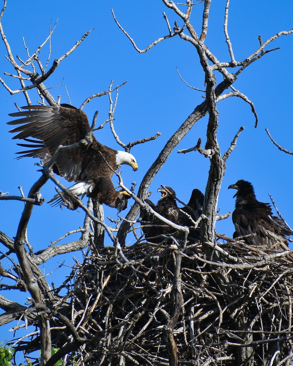 Bald Eagle - Kelly Seal